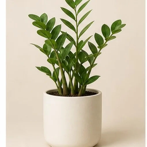 ZZ Plant — 12 cm Pot