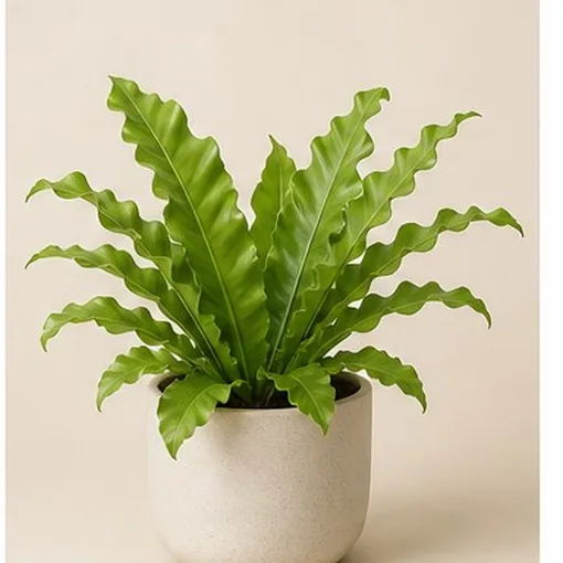 Bird's Nest Fern — 17 cm Pot